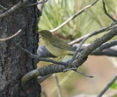 Ya llegan los paseriformes migrantes