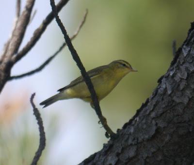 Ya llegan los paseriformes migrantes