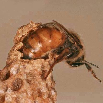 FOTO: NACIMIENTO DE REINA - PHOTO: BIRTH OF QUEEN