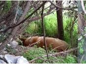 Perro labrador abandonado.