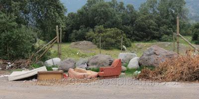 Perro labrador abandonado.