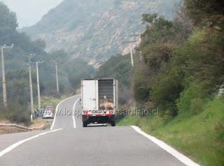 Perro labrador abandonado.