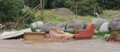 Perro labrador abandonado.