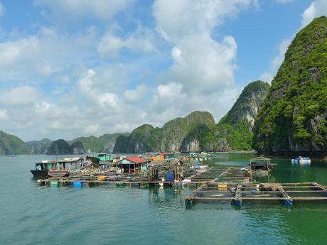 Cómo conseguir un día inolvidable en Halong Bay sin estafas