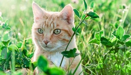 cómo es la visión de los gatos