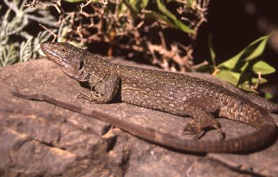 Los gigantes de las Hespérides. Reptiles gigantes de las islas Canarias