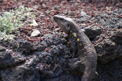 Los gigantes de las Hespérides. Reptiles gigantes de las islas Canarias