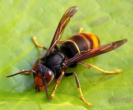 AVISPA ASIÁTICA, AMENAZA QUE PREOCUPA A APICULTORES ESPAÑOLES - ASIAN WASP, THREAT WORRIES SPANISH BEEKEEPERS