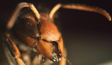 AVISPA ASIÁTICA, AMENAZA QUE PREOCUPA A APICULTORES ESPAÑOLES - ASIAN WASP, THREAT WORRIES SPANISH BEEKEEPERS