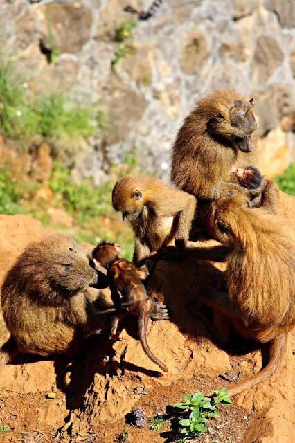 Parque de la Naturaleza de Cabárceno