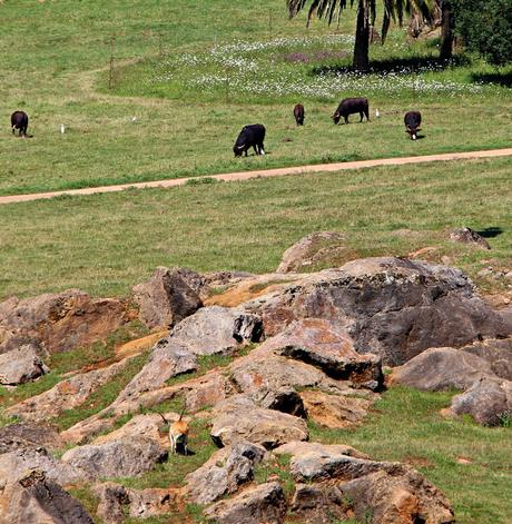 Parque de la Naturaleza de Cabárceno