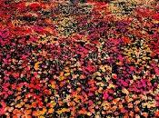 Cómo Vivir Campo deja Perdido love sale