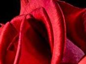 Reseña: cuatro rosas