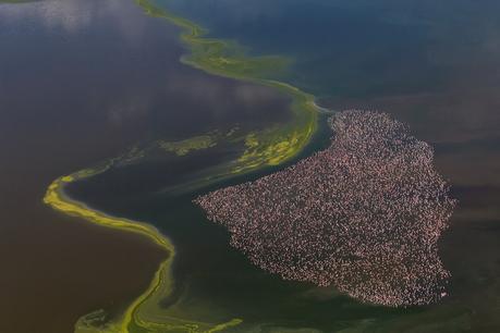 Impresionantes fotografías de flamencos desde el aire