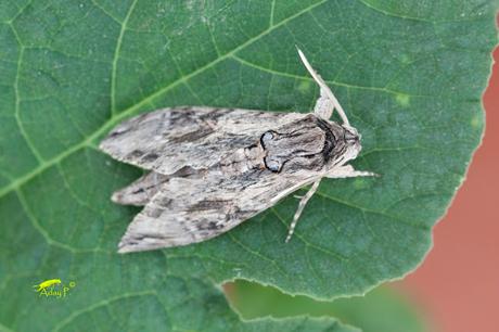 Esfinge de la Correhuela - Agrius convolvuli