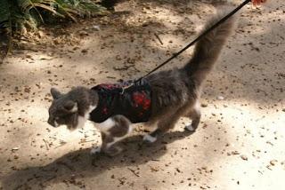 ¿Se puede sacar a pasear a un gato con una correa?