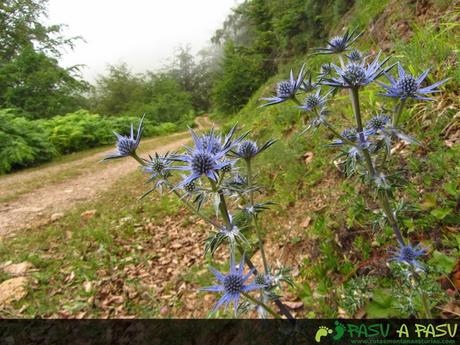 Pista de Llabaño a Soto de Sajambre. Cardo añil