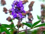 Vitex para aumentar fertilidad