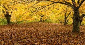 sueño con un castaño