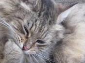 Bolas pelo gato. cosas importantes