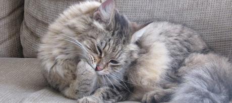 Bolas de pelo de tu gato. 5 cosas importantes