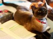 Como eliminar caspa nuestras mascotas