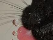 trucos para nuestro gato beba agua