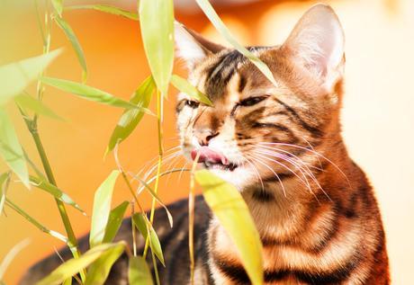 La tos en los gatos. Causas, diagnóstico y tratamiento