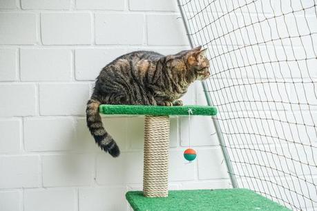 cat-on-cat-tree-3-1617345-639x426