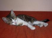 Neutralizar olor orina gatos