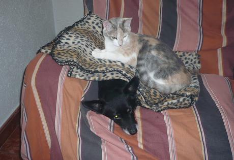 4 Formas de dar tributo a tu mascota fallecida 4 Formas de dar tributo a tu mascota fallecida