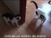 Mira rabo sabrás como está gato