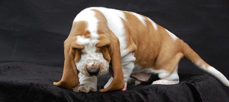 Qué hacer si tu perro tiene miedo a los petardos