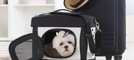 Viajaar con tu perro. Las 5 claves