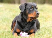 todo perro debería saber