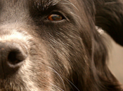 Señales para darte cuenta perro está envejeciendo