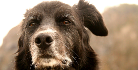 10 Señales para darte cuenta de que tu perro está envejeciendo