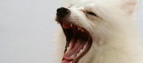 wild-1390575-638x423