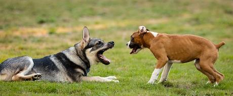 dogs-1041483_640