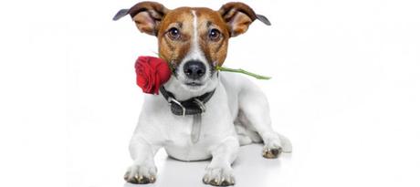 137 Cruzar los perros una vez en la vida 26_03