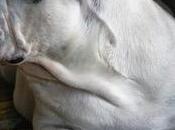 detalles tener cuenta para elegir juguetes seguros perros