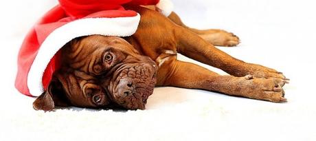 barbara-de-bordeaux-733292_640