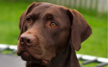 Foto: Wikimedia Commons