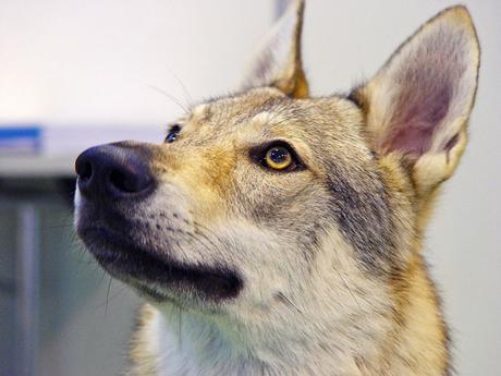 ¿ Por qué tose mi perro? 11 razones comunes por las que tose tu perro