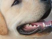 consecuencias acumulación sarro para perros