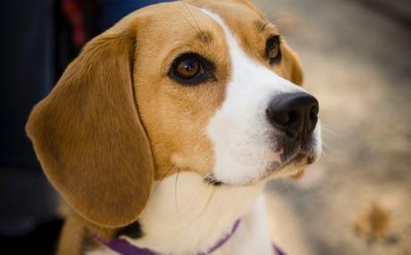 Foto: Wikimedia Commons