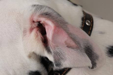 5 consejos para limpiar las orejas a tu perro 0002080510WW-849x565