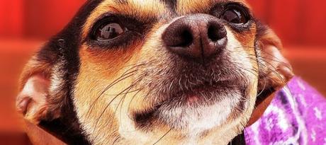 5 consejos para limpiar las orejas a tu perro puppies-815206_640