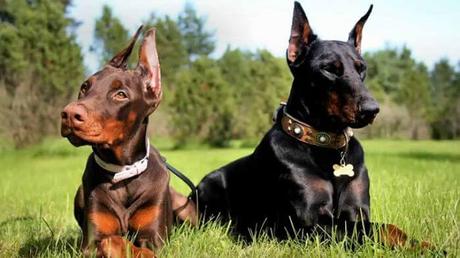 El doberman y la alimentación