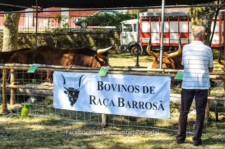 semana do barrosao